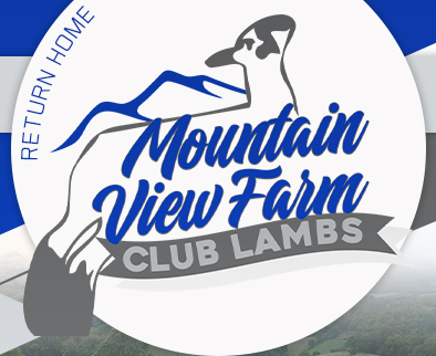 Mountain View Farm Club Lambs